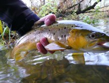 Brown Trout from Unica