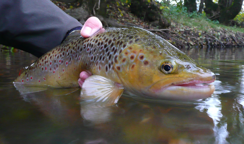 Brown Trout from Unica