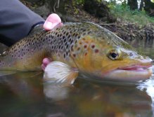 Brown Trout from Unica