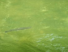 Active rainbow trout