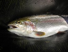 Rainbow trout in the net
