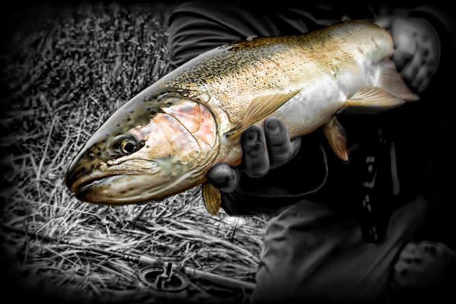 Small Creek Skamania's