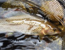 A nice dress for this french grayling.