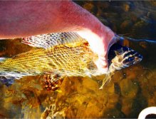 Big rivers produce big fish !