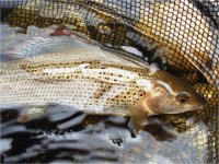 How to find Graylings in big rivers