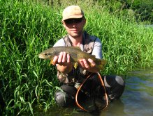 Smaller grayling