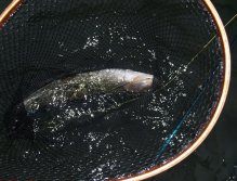 Nymfing for grayling