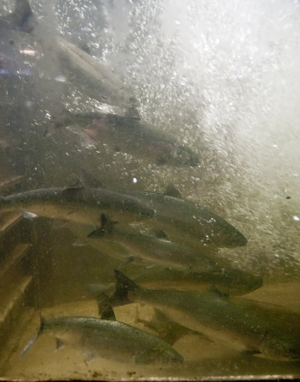 Teasing hatchery exhibition..