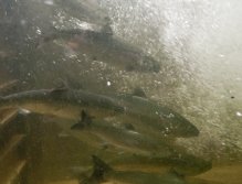 Teasing hatchery exhibition..