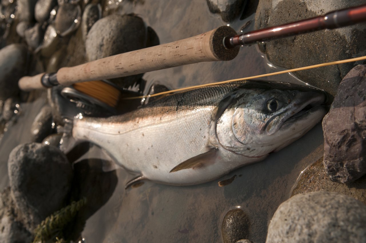 This is it!!! My very first salmon...