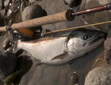 This is it!!! My very first salmon...