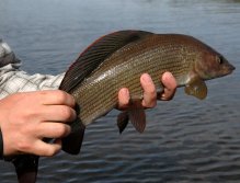 Swedish Lapland - Rostu