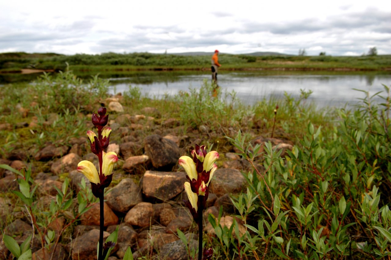 Swedish Lapland - Rostu
