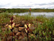Swedish Lapland - Rostu