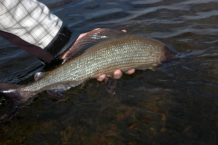 Swedish Lapland - Rostu