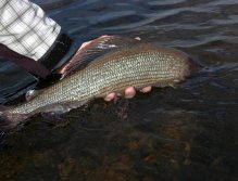 Swedish Lapland - Rostu