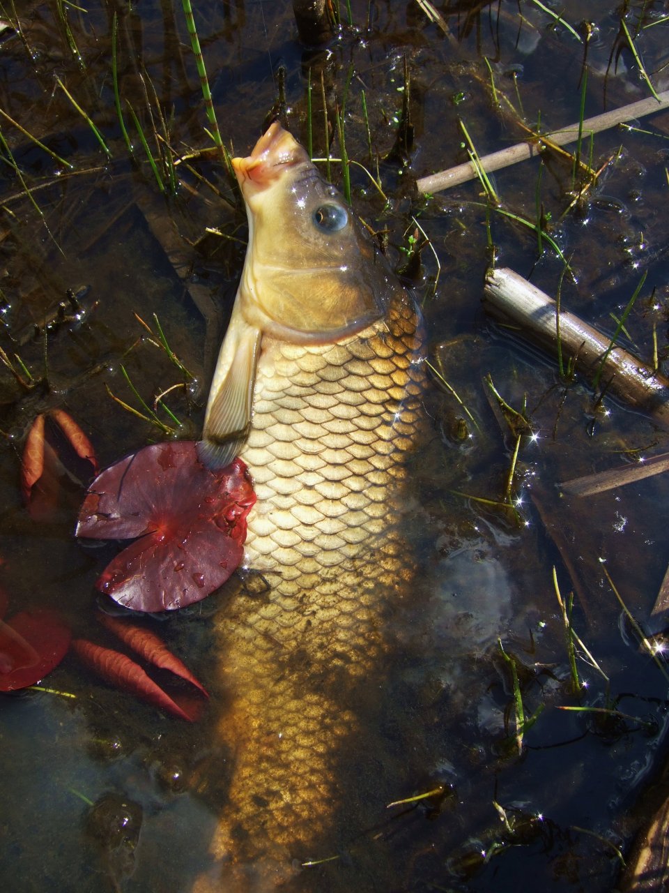 Nice golden carp is resting and posing for picture before release.