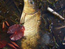 Nice golden carp is resting and posing for picture before release.