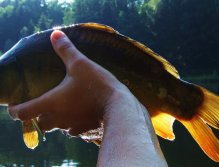 "Translucent Carp" in all his beauty!