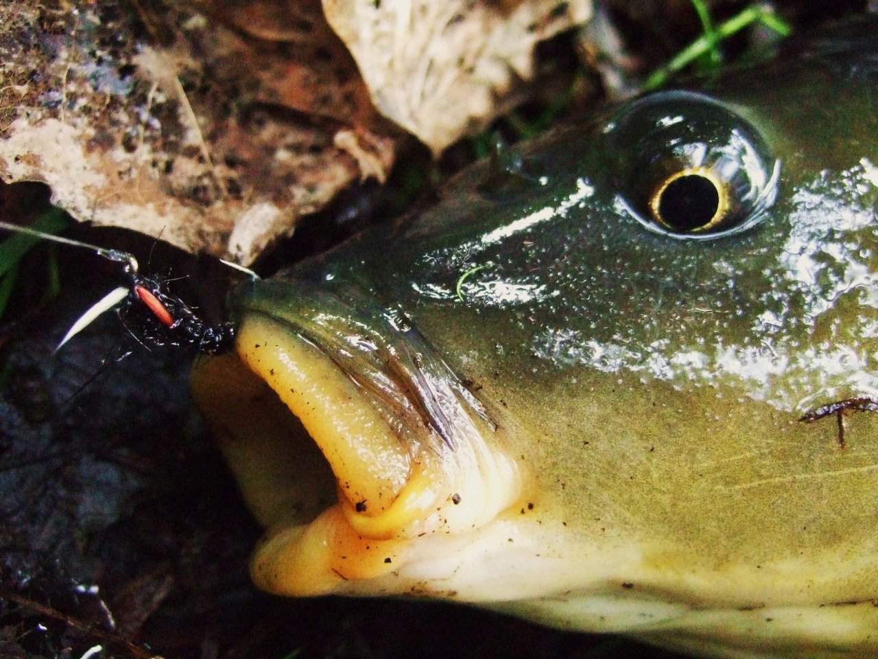 Proof that AR Carp Tuty really works