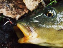 Proof that AR Carp Tuty really works