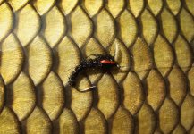 At The Vice - AR Carp Tuty - Gallery