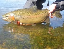 What a hog of a rainbow