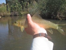 Large Scale Yellowfish - one of the 7 species of yellowfish in South Africa