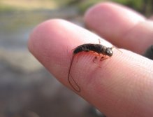 Another large mayfly - note the long tail