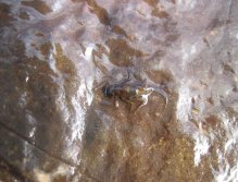 A mayfly species common to the Eastern Cape