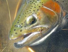 Small flies must not be over looked