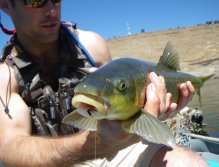 Another species from Lesotho