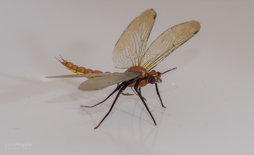 "Rjavek-The Brownie"