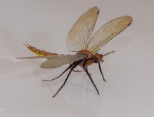 "Rjavek-The Brownie"