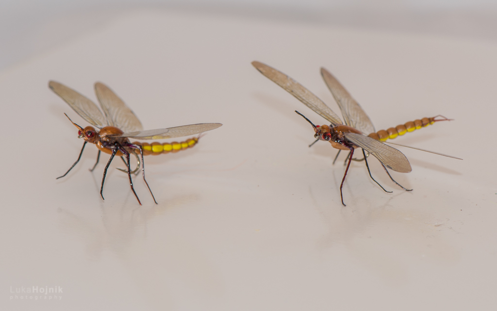 "Rjavek-The Brownie"