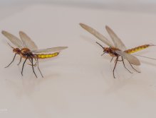 "Rjavek-The Brownie"