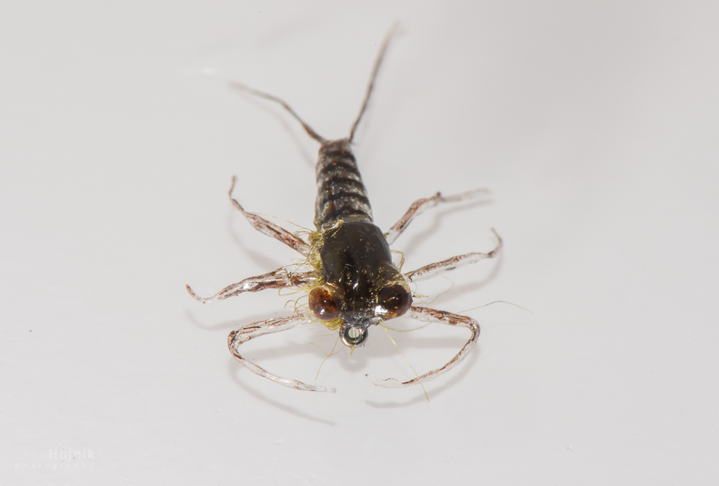 "Angora green nymph"