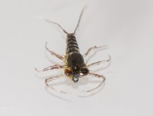 "Angora green nymph"