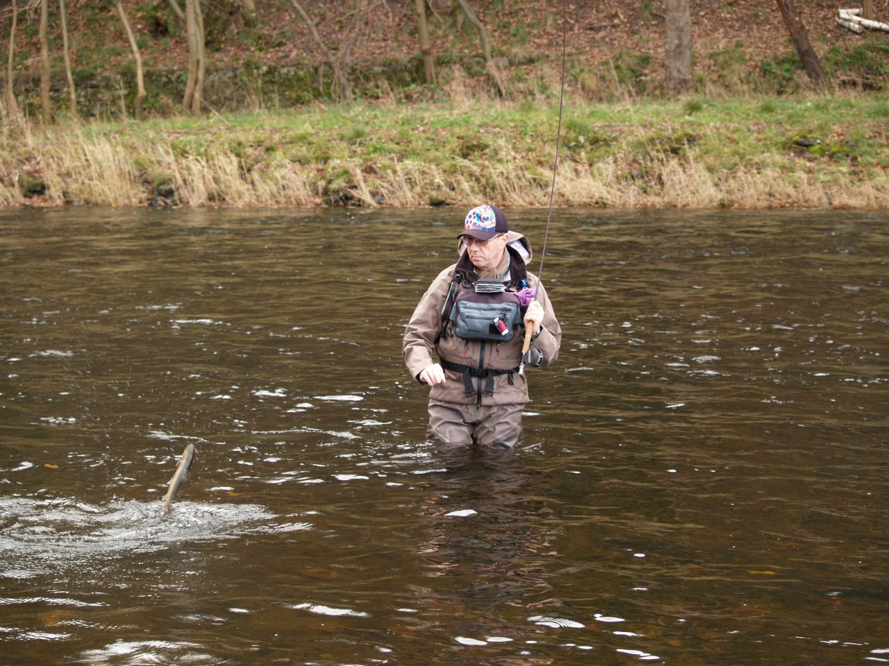 Brown trout on the rod