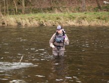 Brown trout on the rod