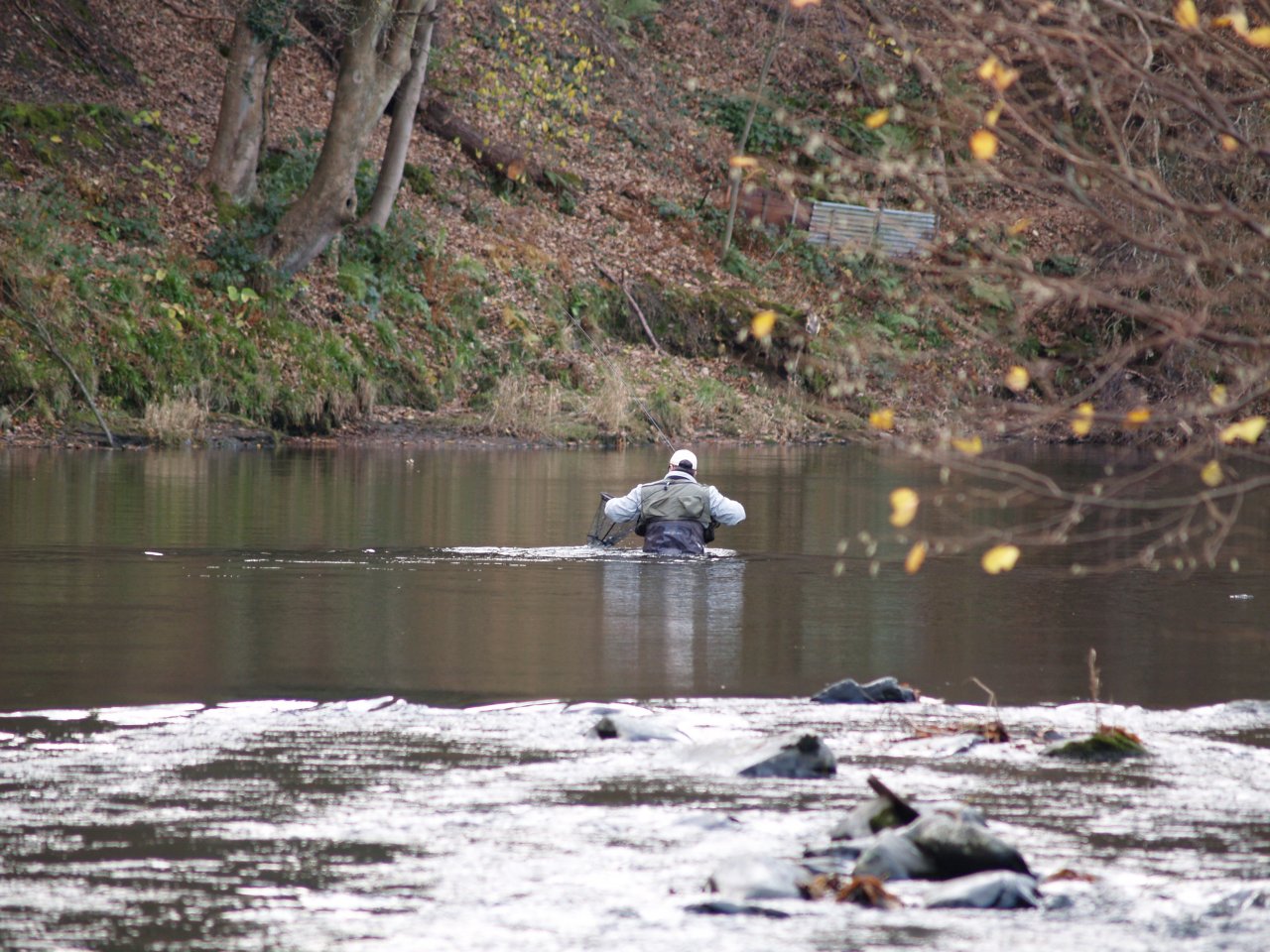 Fish from the deep water in the net