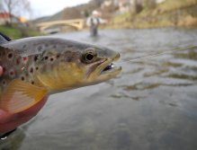 Brown trout and Black & Purple jig