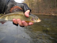 First little grayling