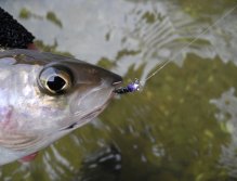 Another fly of the day