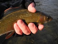 Winter Fly Fishing in North Bohemia