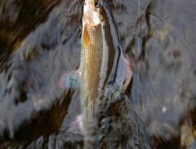 The end of the fight