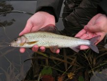 Autumn grayling