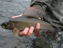 Absolutely perfect flag