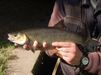Chub fly fishing