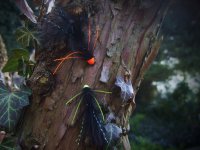 At The Vice - AR Conehead Octopus